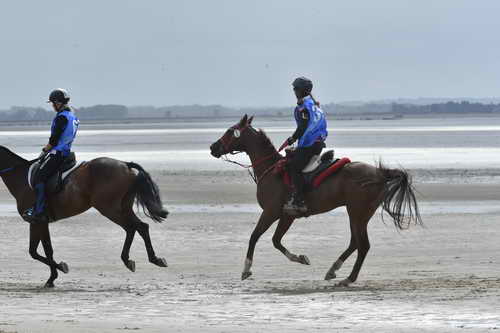 WEG-EnduranceRace-8-28-14-0004286-DDeRosaPhoto