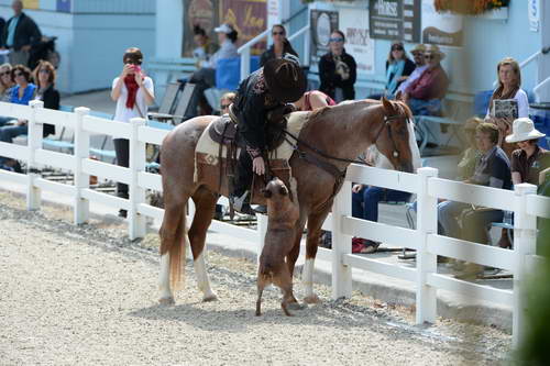 Dressage-at-Devon-9-27-13-4688-DDeRosaPhoto