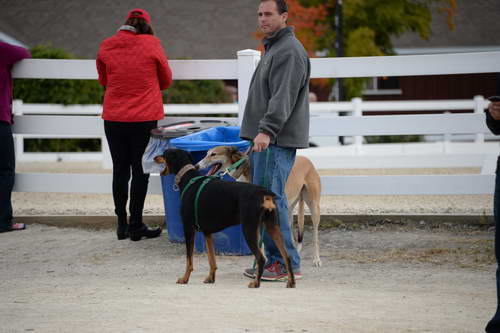 Dressage-at-Devon-9-27-13-4756-DDeRosaPhoto