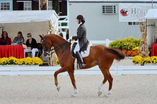 Dressage-at-Devon-9-27-13-4829-DDeRosaPhoto