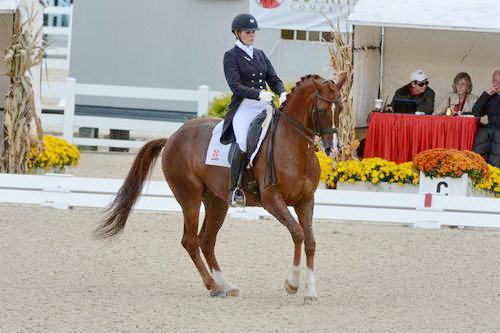 Dressage-at-Devon-9-27-13-4878-DDeRosaPhoto