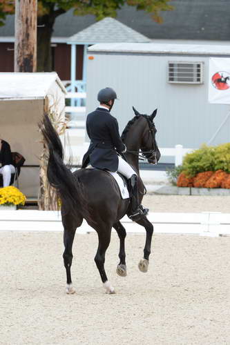 Dressage-at-Devon-9-27-13-4914-DDeRosaPhoto