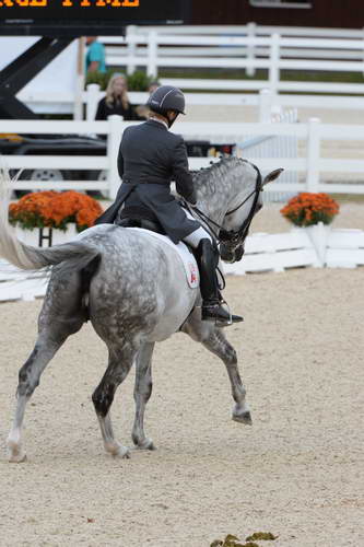 Dressage-at-Devon-9-27-13-4946-EviStrasser-RenaissanceTyme-DDeRosaPhoto