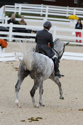 Dressage-at-Devon-9-27-13-4960-EviStrasser-RenaissanceTyme-DDeRosaPhoto