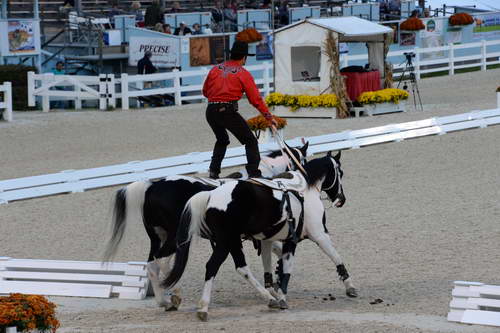 Dressage-at-Devon-9-27-13-4991-DDeRosaPhoto