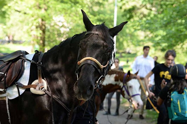 GALLOPNYC-5-22-2022-4209-DDeRosaPhoto