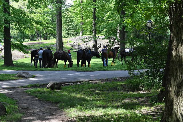 GALLOPNYC-5-22-2022-9474-DDeRosaPhoto