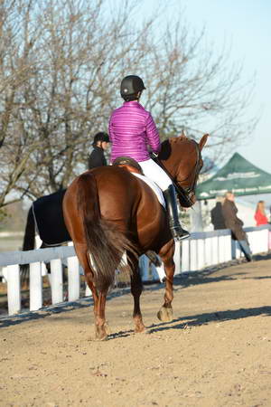 HHB-DressageFinals-11-9-13-2128-DDeRosaPhoto