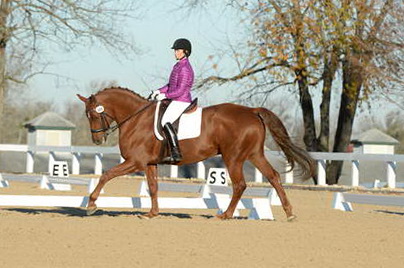 HHB-DressageFinals-11-9-13-2146-DDeRosaPhoto