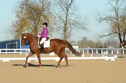 HHB-DressageFinals-11-9-13-2174-DDeRosaPhoto