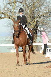 HHB-DressageFinals-11-9-13-2214-DDeRosaPhoto