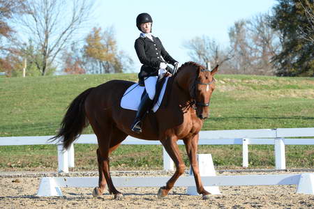 HHB-DressageFinals-11-9-13-2226-DDeRosaPhoto