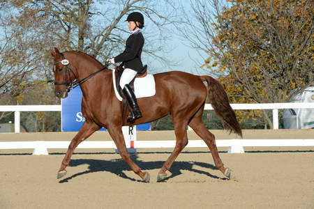 HHB-DressageFinals-11-9-13-2272-DDeRosaPhoto