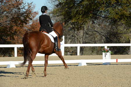 HHB-DressageFinals-11-9-13-2278-DDeRosaPhoto