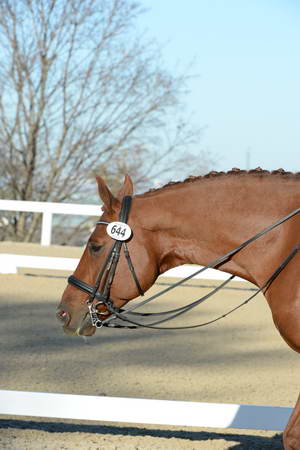 HHB-DressageFinals-11-9-13-2404-DDeRosaPhoto