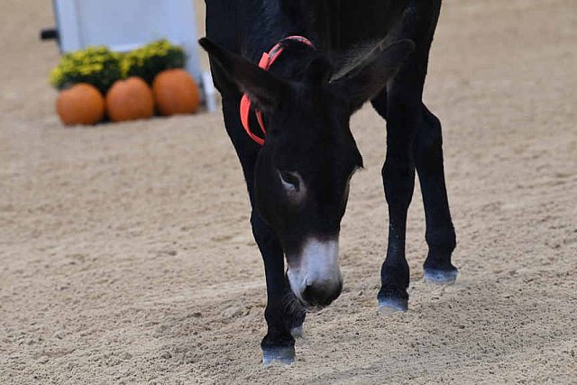 MUSTANG-10-11-21-5475-DDeRosaPhoto