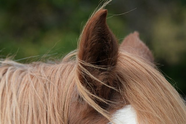 MUSTANG-HANNAH DEMO-10-15-21-3034-DDeRosaPhoto