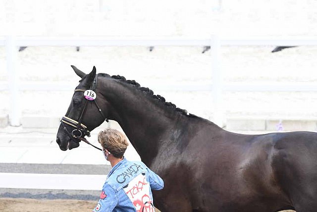 OLY-2020-DRESSAGE-JOG-7-24-21-0836-116-CHRIS VON MARTELS-ECLIPS-CAN-DDEROSAPHOTO