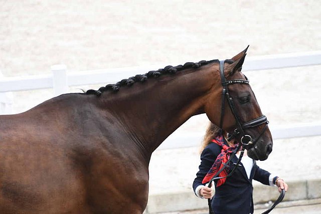 OLY-2020-DRESSAGE-JOG-7-24-21-0843-117-VIRGINIA YARUR-RONALDO-CHI-DDEROSAPHOTO