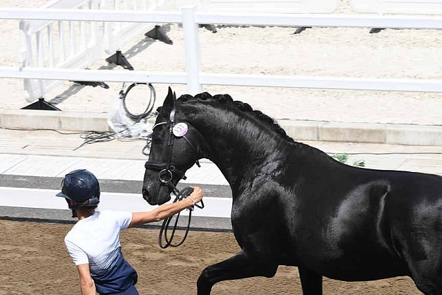 OLY-2020-DRESSAGE-JOG-7-24-21-0969-131-MAXINE COLLARD-CUPIDO PB-FRA-DDEROSAPHOTO