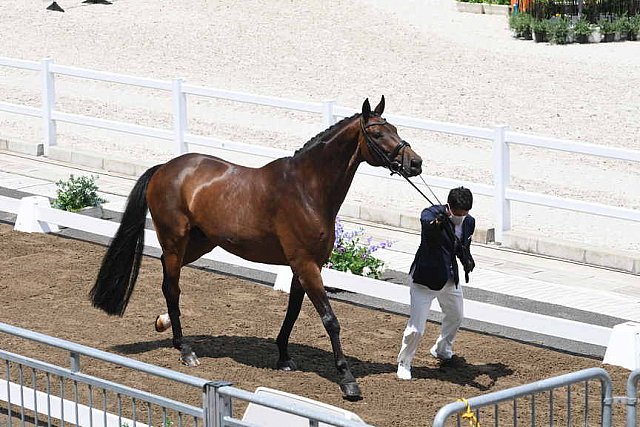 OLY-2020-DRESSAGE-JOG-7-24-21-1082-143-SHINGO HAYASHI-SCOLARI 4-JPN-DDEROSAPHOTO