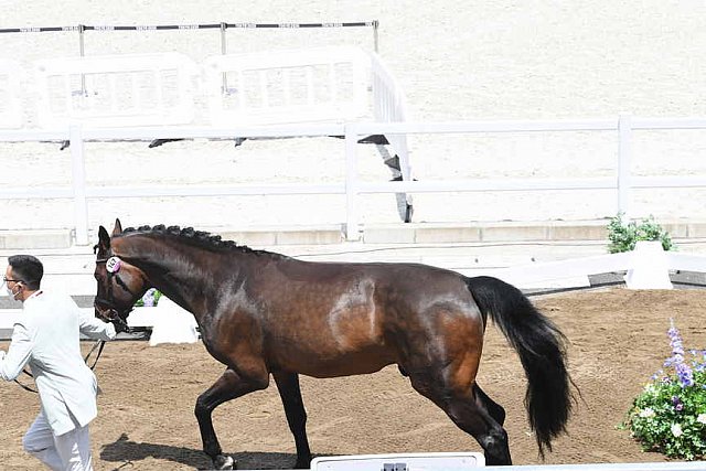 OLY-2020-DRESSAGE-JOG-7-24-21-1133-147-SEON KIM DONG-BELSTAFF-KOR-DDEROSAPHOTO