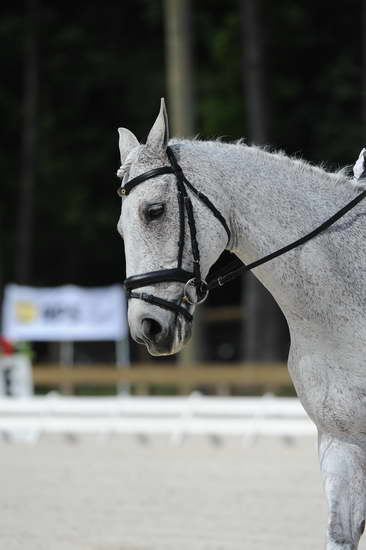 So8ths-5-4-12-Dressage-0844-DCMcBroom-GroundForce-DDeRosaPhoto