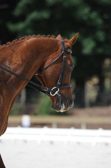 So8ths-5-4-12-Dressage-0875-KelseyBriggs-TheItalianJob-DDeRosaPhoto