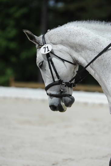 So8ths-5-4-12-Dressage-0911-ElliottBlackmon-TullyCrossPrescott-DDeRosaPhoto