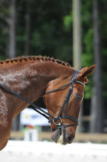 So8ths-5-4-12-Dressage-0935-KristinNeill-BigBonesBailey-DDeRosaPhoto