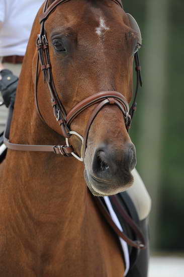 So8ths-5-4-12-Dressage-1082-BeckyBrown-TotallyBroke-DDeRosaPhoto