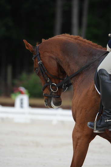 So8ths-5-4-12-Dressage-0419-KerryTracey-BourbonGingerbear-DDeRosaPhoto