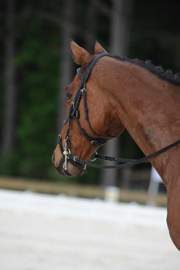 So8ths-5-4-12-Dressage-0448-LaurenTracey-Ransom-DDeRosaPhoto