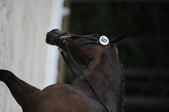 So8ths-5-4-12-Dressage-0516-KatellynPadgett-AddedMoney-DDeRosaPhoto