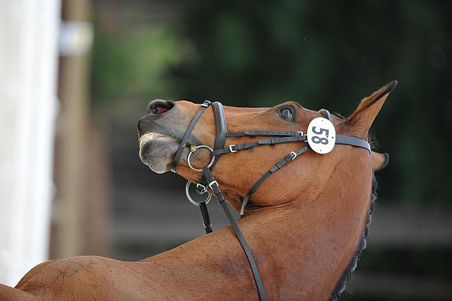 So8ths-5-4-12-Dressage-0565-RachelWade-Nicole-DDeRosaPhoto