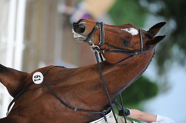 So8ths-5-4-12-Dressage-0694-AllieKeresman-MysticDora-DDeRosaPhoto