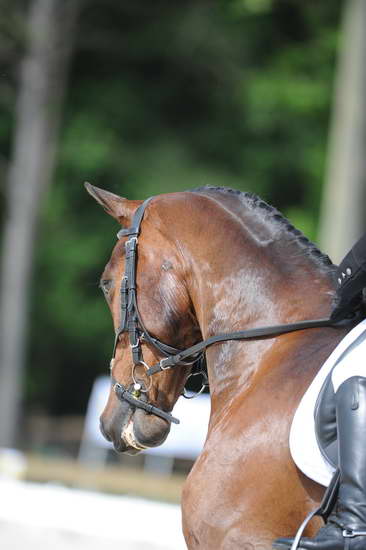 So8ths-5-4-12-Dressage-0748-HeidiBeaumont-SouthBoundary-DDeRosaPhoto