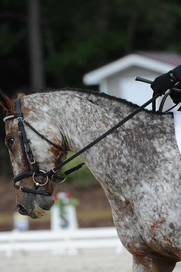 So8ths-5-4-12-Dressage-0831-RisaMoon-LilyB-DDeRosaPhoto