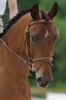 So8ths-5-4-12-Dressage-1081-BeckyBrown-TotallyBroke-DDeRosaPhoto