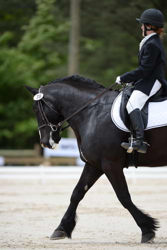 So8ths-5-3-13-Dressage-5388-LauraWellbaum-OhSullivan-DDeRosaPhoto