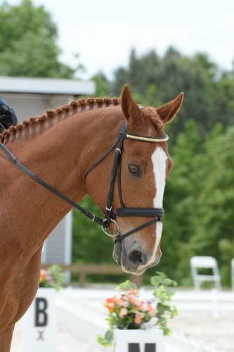 So8ths-5-3-13-Dressage-5531-CarolMahoney-MercuryRising-DDeRosaPhoto