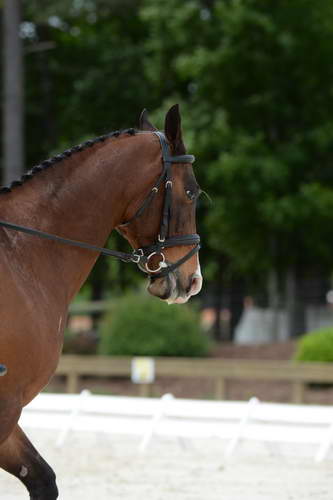 So8ths-5-3-13-Dressage-5655-CatiePannill-KokoaKat-DDeRosaPhoto