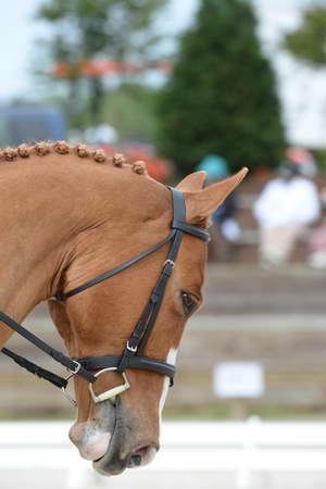 So8ths-5-3-13-Dressage-5038-SarahZimmer-MardiGras-DDeRosaPhoto