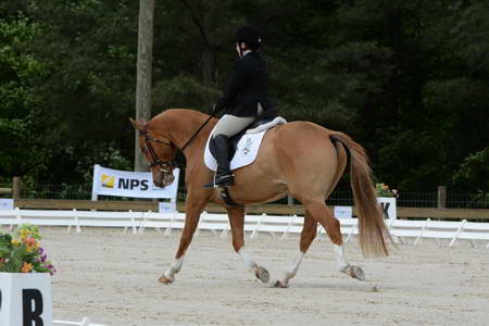 So8ths-5-3-13-Dressage-5052-SarahZimmer-MardiGras-DDeRosaPhoto