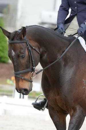 So8ths-5-3-13-Dressage-5020-KaitlynnMosing-Powerhound-DDeRosaPhoto