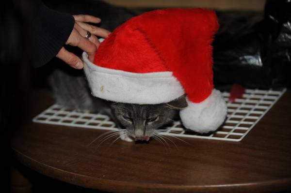 Cats-12-20-09-123-DDeRosaPhoto.jpg