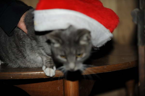 Cats-12-20-09-124-DDeRosaPhoto.jpg