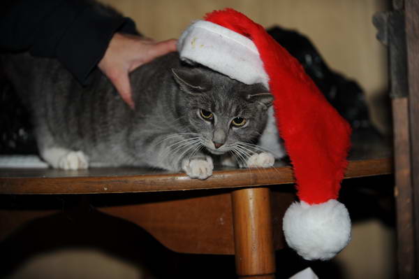 Cats-12-20-09-125-DDeRosaPhoto.jpg