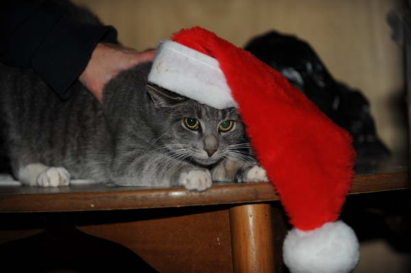 Cats-12-20-09-126-DDeRosaPhoto.jpg