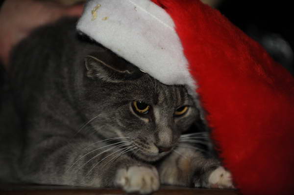 Cats-12-20-09-128-DDeRosaPhoto.jpg